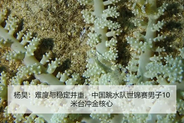 杨昊：难度与稳定并重，中国跳水队世锦赛男子10米台冲金核心